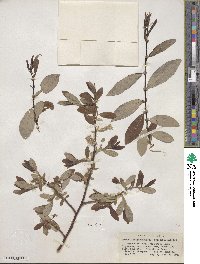 Salix ligulifolia image