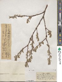 Salix ligulifolia image