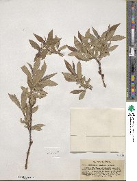 Salix ligulifolia image