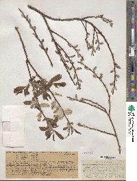 Salix ligulifolia image