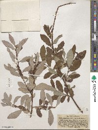 Salix ligulifolia image