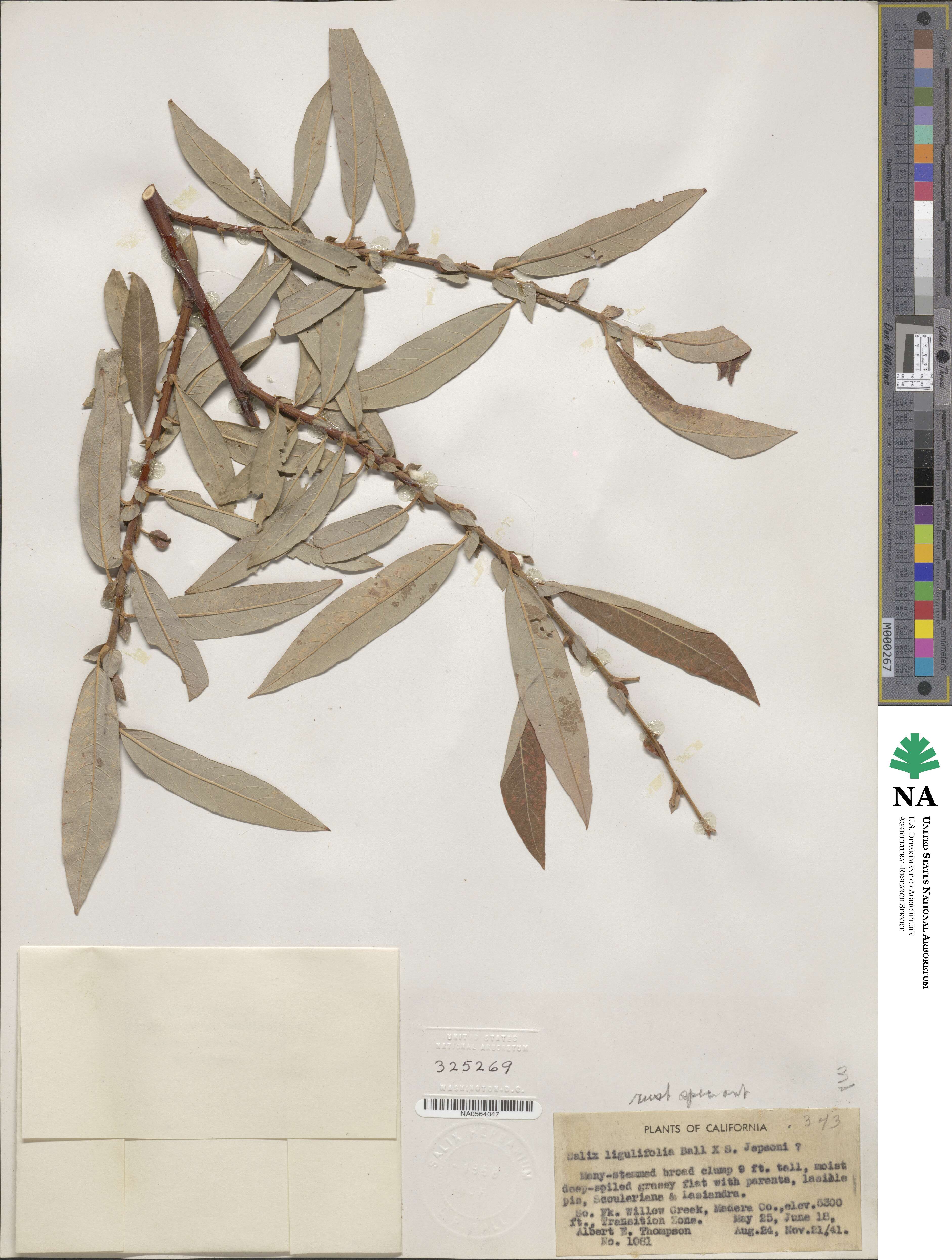 Salix ligulifolia image