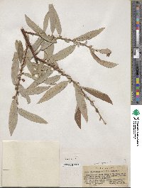 Salix ligulifolia image