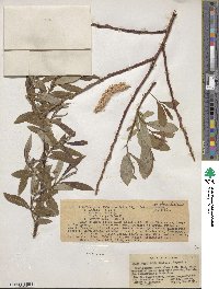 Salix ligulifolia image