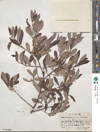 Salix ligulifolia image