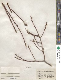 Salix ligulifolia image