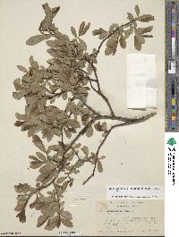 Salix ligulifolia image