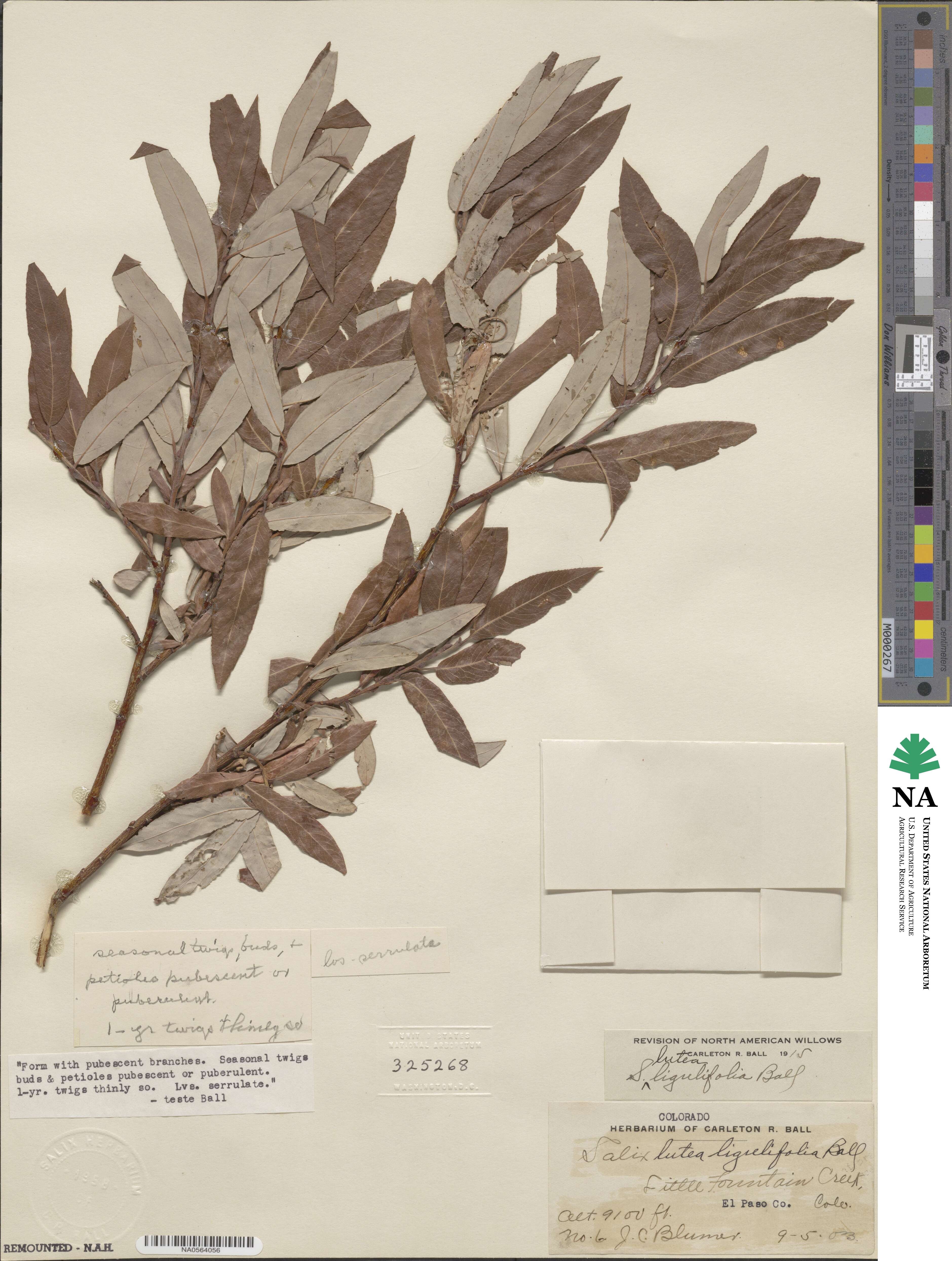 Salix ligulifolia image