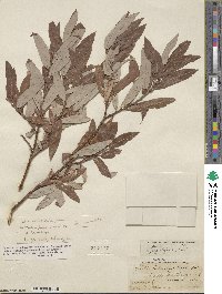 Salix ligulifolia image