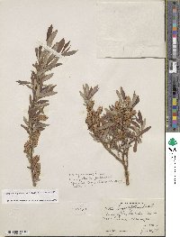 Salix ligulifolia image