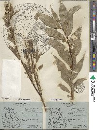 Salix lucida image