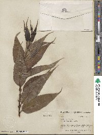 Salix lucida image