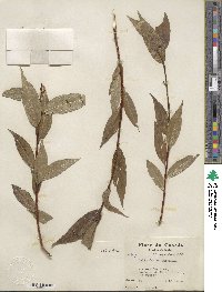 Salix lucida image