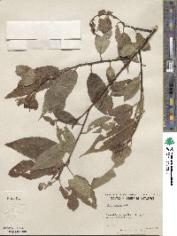 Salix lucida image