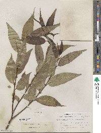 Salix lucida image