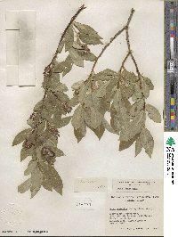 Salix lucida image