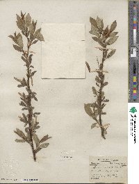 Salix lucida image