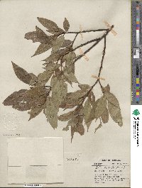 Salix lucida image