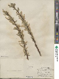 Salix lucida image