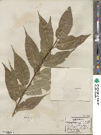 Salix lucida image