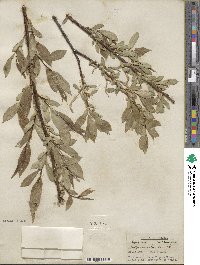 Salix lucida image