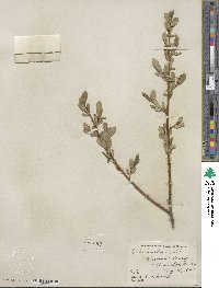 Salix lucida image