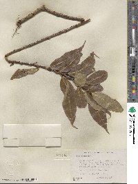 Salix lucida image