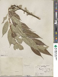 Salix lucida image