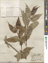 Salix lucida image