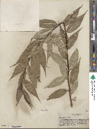 Salix lucida image