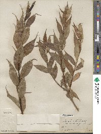 Salix lucida image