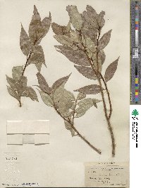 Salix lucida image