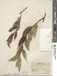 Salix lucida image