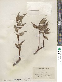 Salix lucida image