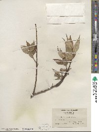 Salix lucida image