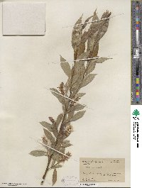 Salix lucida image