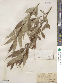 Salix lucida image