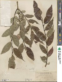 Salix lucida image