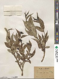 Salix lucida image