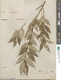 Salix lucida image