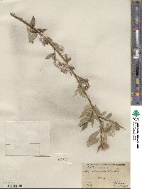 Salix lucida image