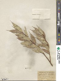 Salix lucida image