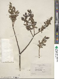 Salix lucida image