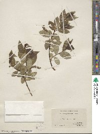 Salix lucida image