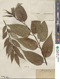 Salix lucida image