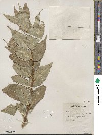 Salix lucida image