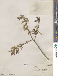 Salix lucida image