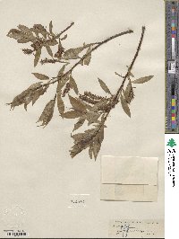 Salix lucida image