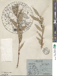 Salix lucida var. angustifolia image