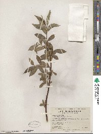 Salix lucida var. angustifolia image